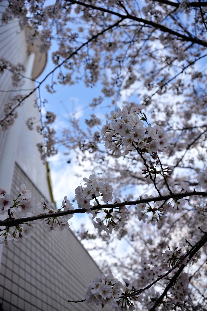 桜層