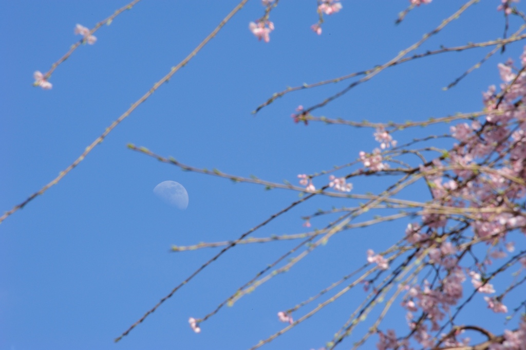 桜月