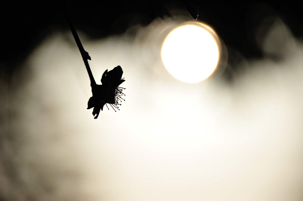 shadow