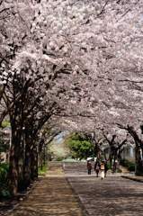 桜道