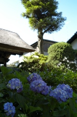 Hydrangea in temple