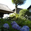 Hydrangea in temple