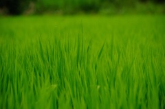 みどり