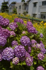 Rail and hydrangea