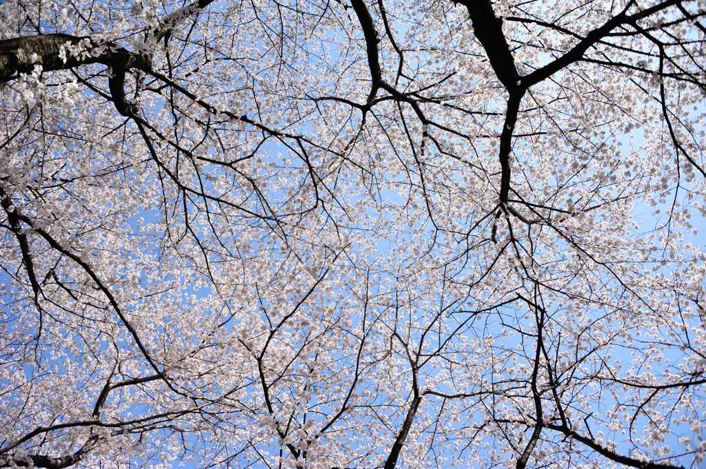 桜天井