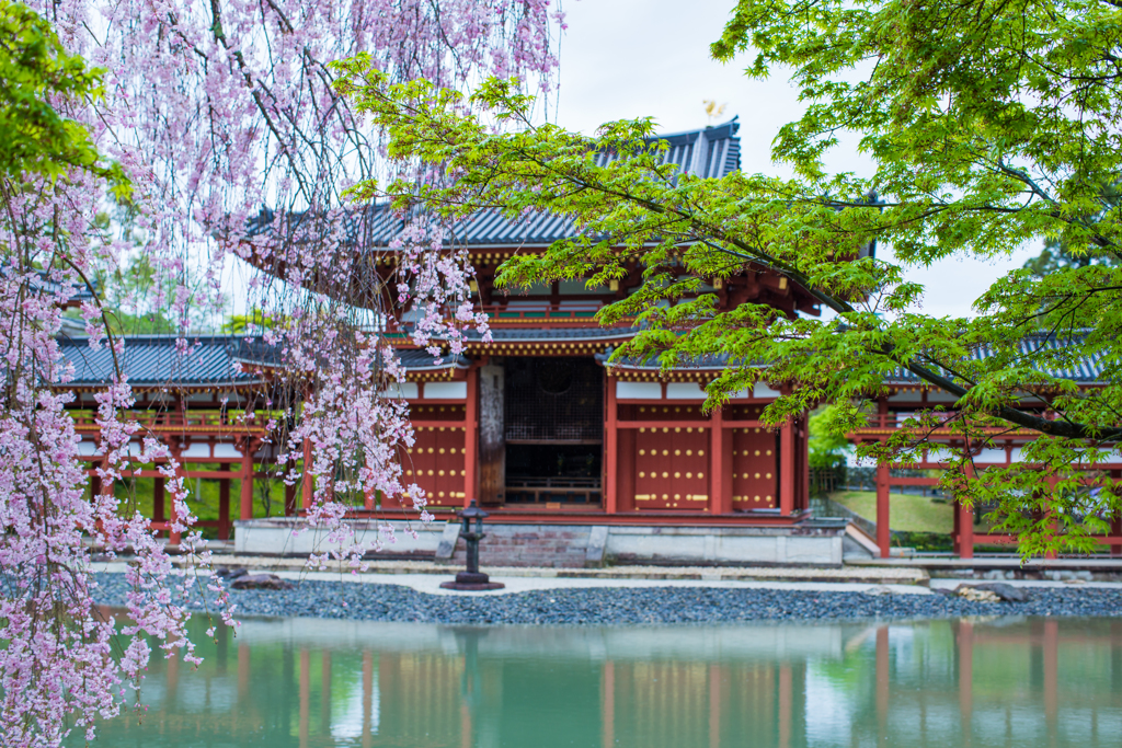 春の平等院