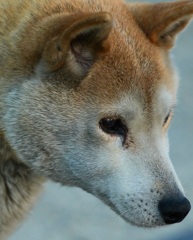 Shiba