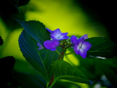 まだ紫陽花