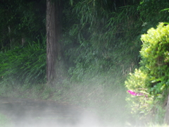 雨上がり