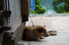 犬
