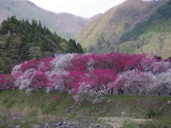 阿智の花桃