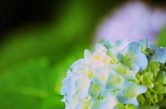 紫陽花２