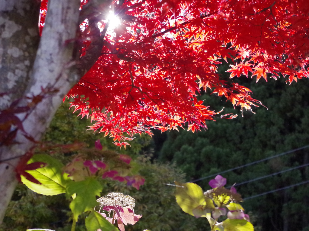 紅葉　１