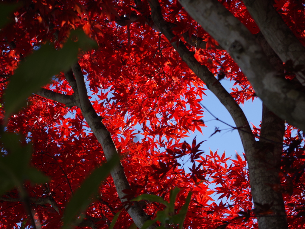 紅葉　２