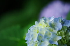 紫陽花３