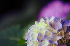 紫陽花１