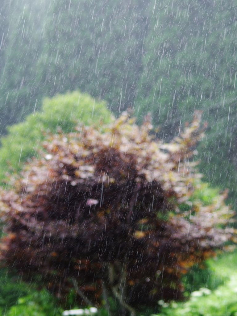 天気雨