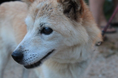 また会いにいきます