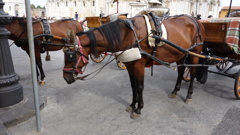 pisa_06