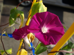 P7250364