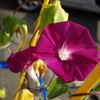 P7250364
