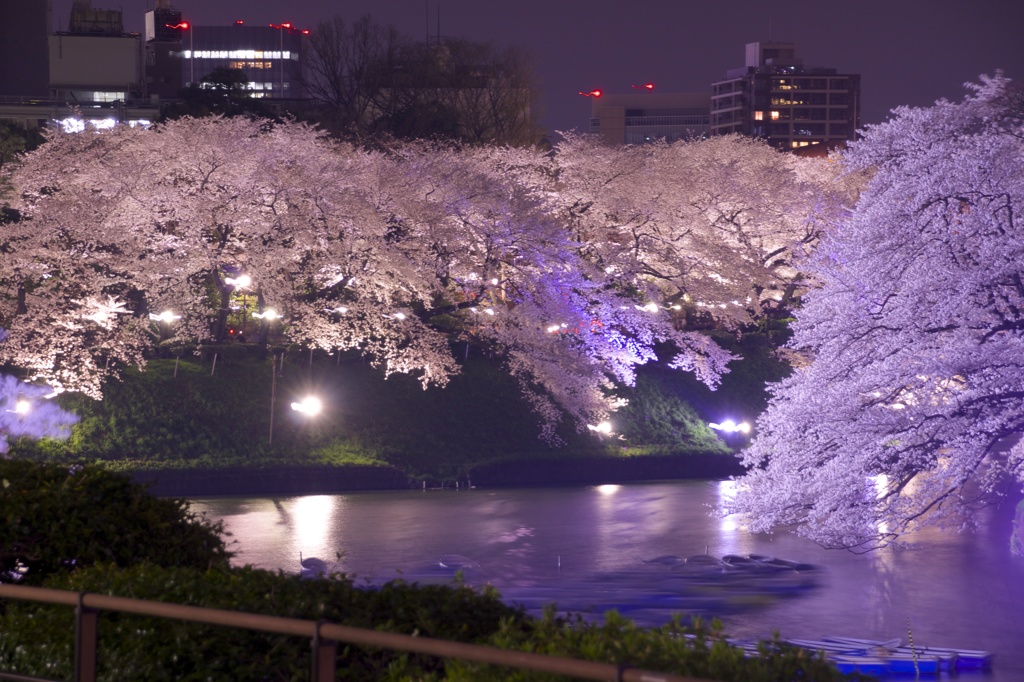 夜桜