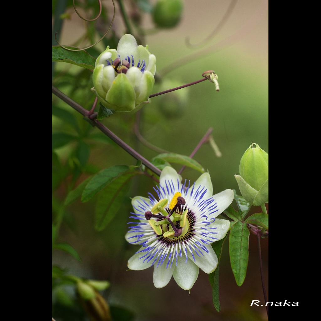 9月　公園の花探し 4