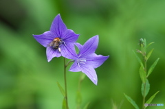 雨の日に公園でお花　１０