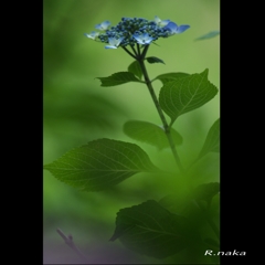 ６月の公園の花　アジサイ　