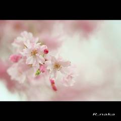 枝垂れ桜　４