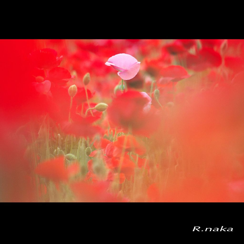 花の丘　シャレーポピー　７