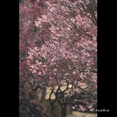 公園の木　３