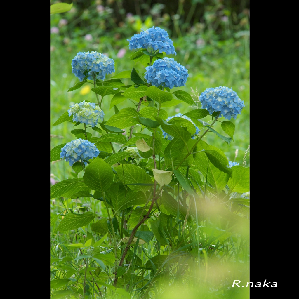 公園のアジサイ　３