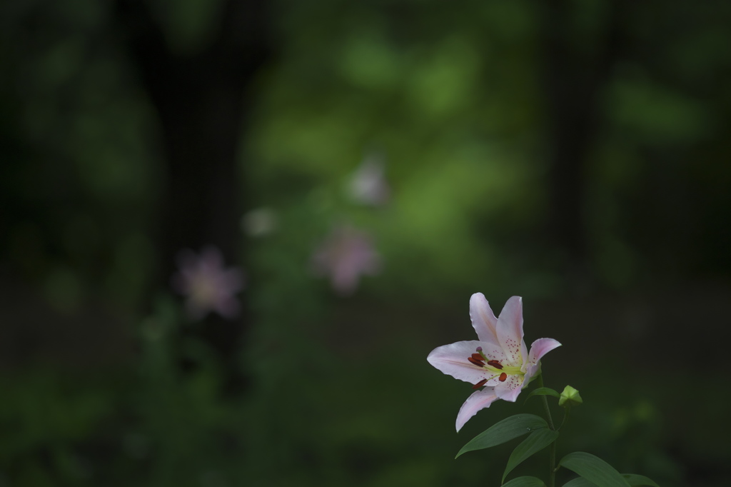 ユリの森