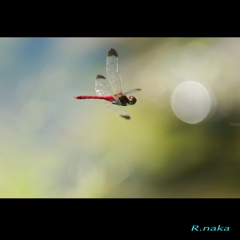 秋のトンボ　１　コノシメトンボ飛翔