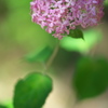 初夏の花　４