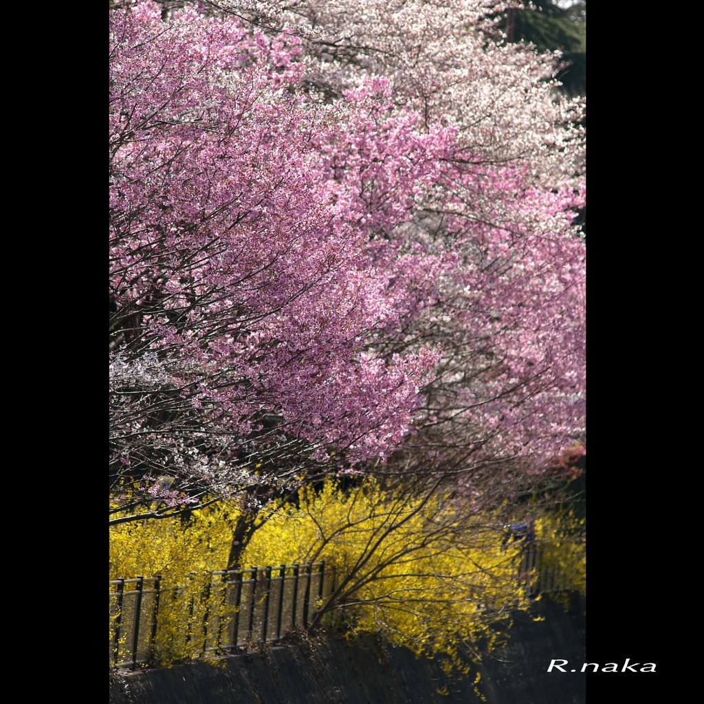 公園の桜　１