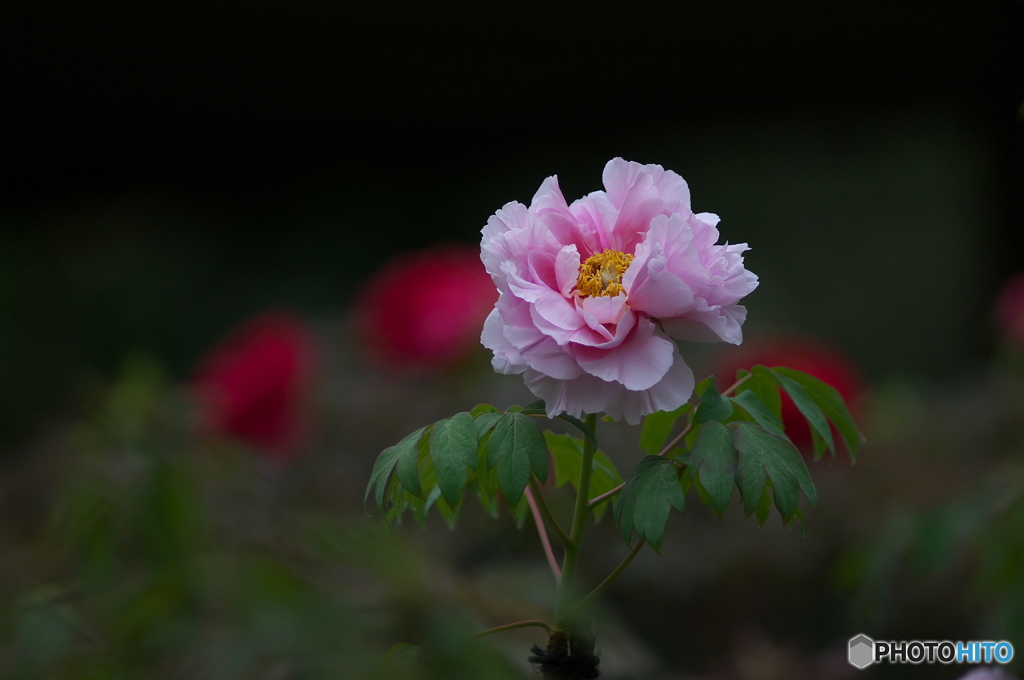 公園で撮ったはじめての花　牡丹