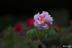 公園で撮ったはじめての花　牡丹