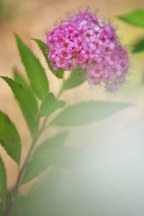 公園のシモツケの花　１