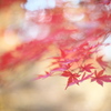 紅葉の森