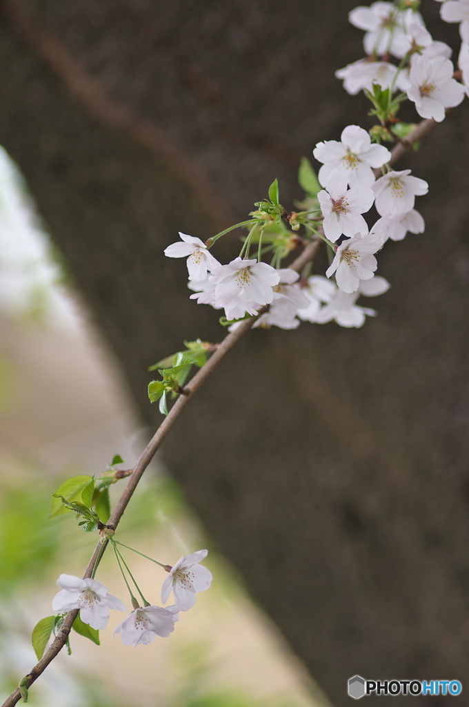 桜の花を花として撮ってみた　７