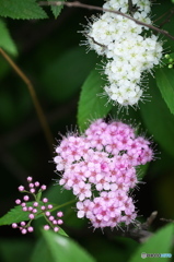 公園のお花　シモツケ　Ⅱ－６