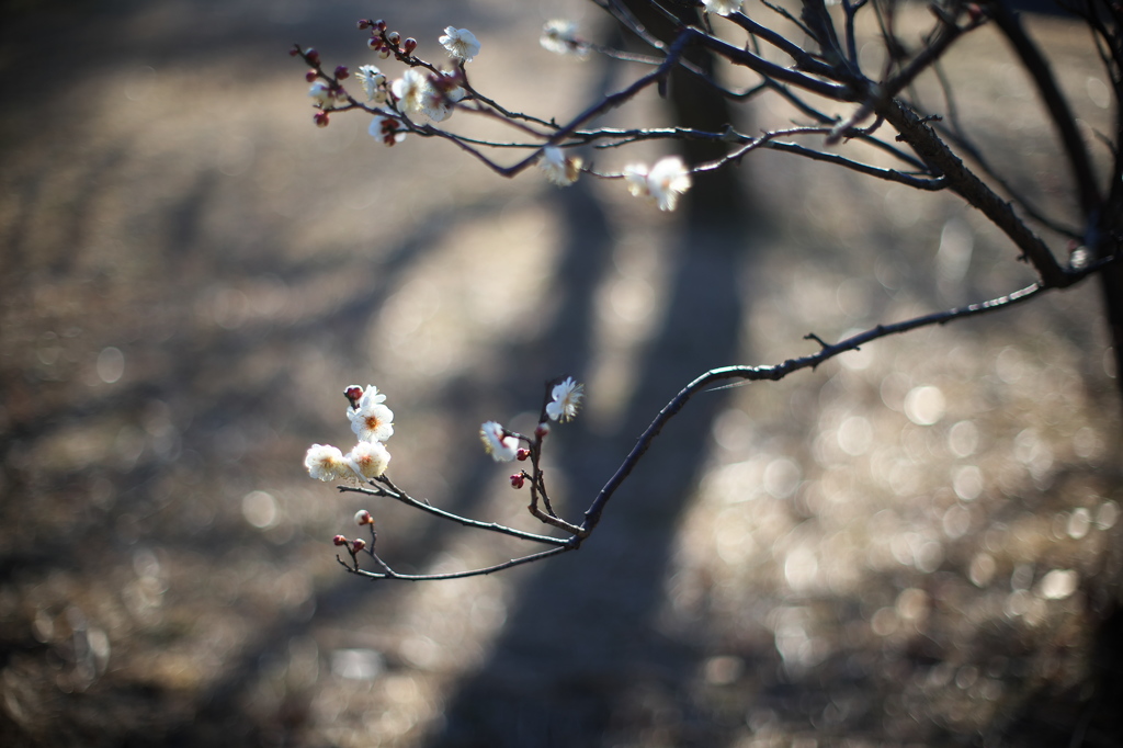 公園の白梅　