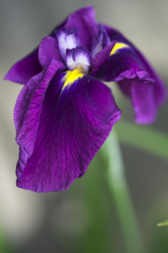 公園のお花　花菖蒲