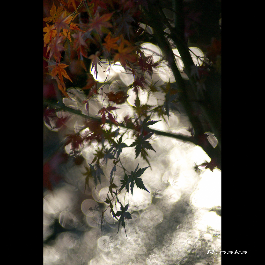 公園の紅葉　１９