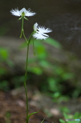 公園のサギ草　３