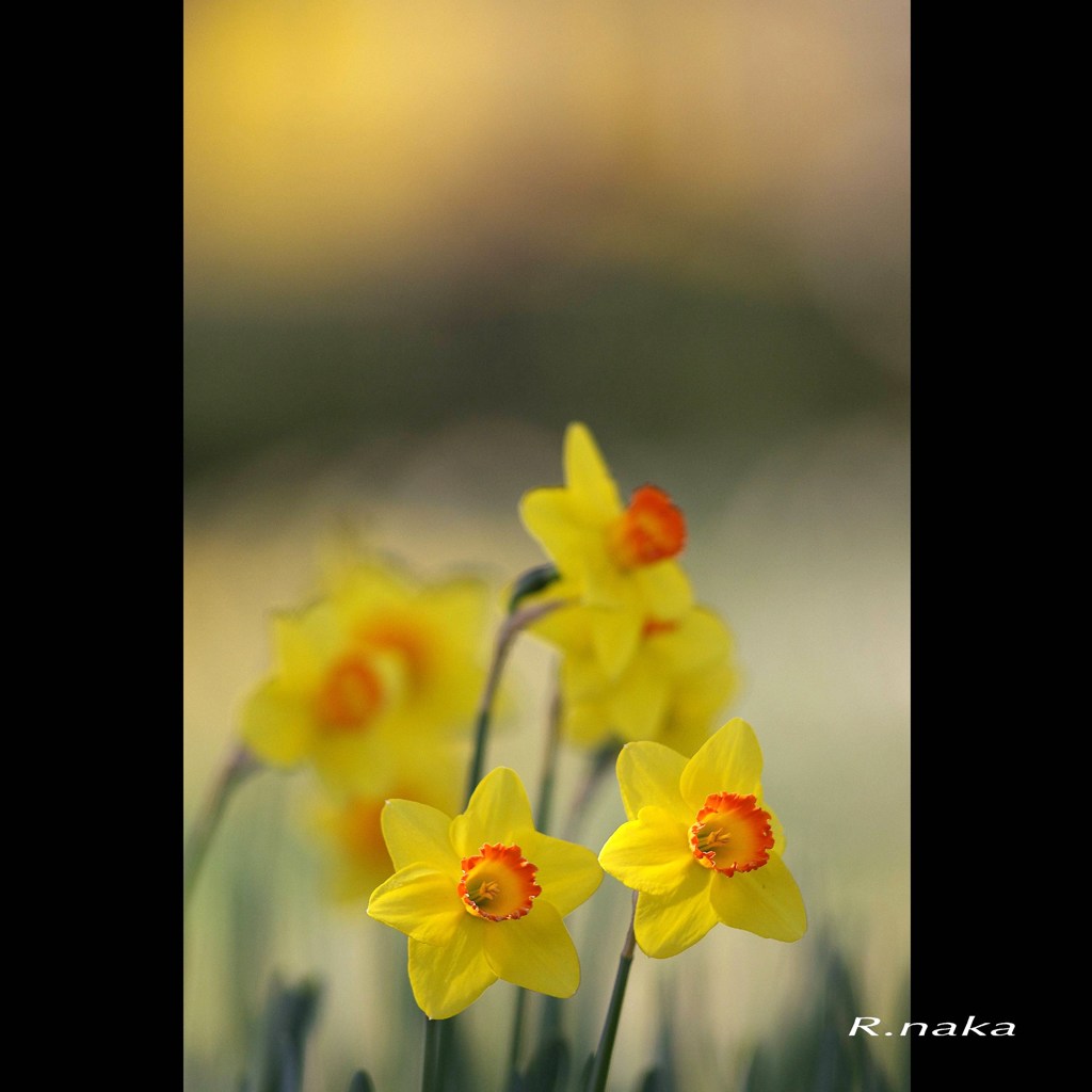 森の中の花達　水仙