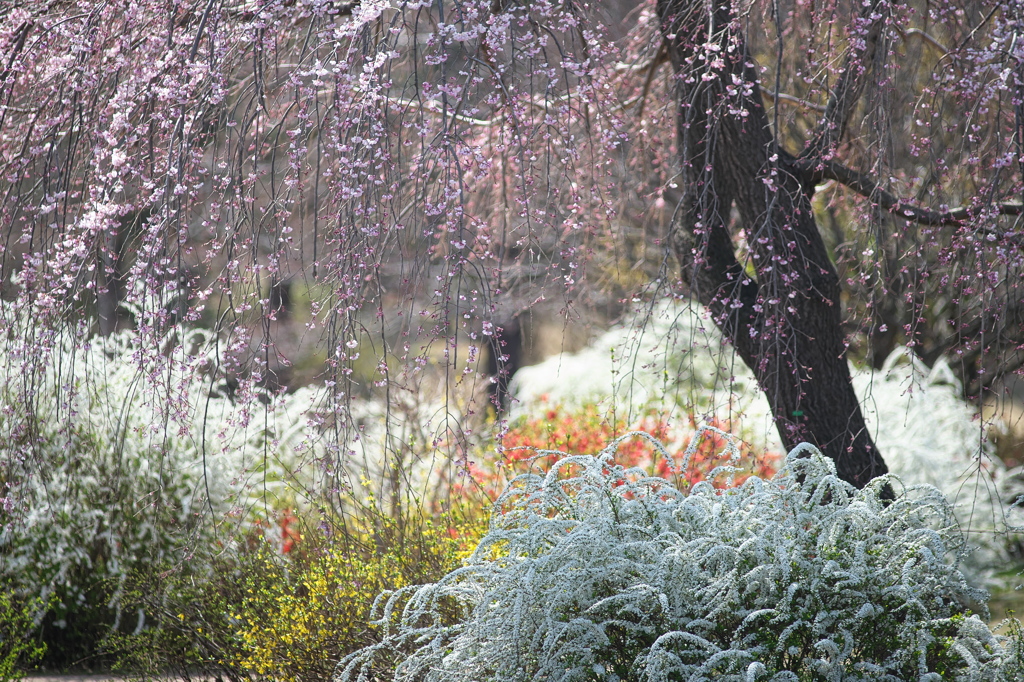 公園のユキヤナギ、しだれ桜、レンギョウ、ボケ。