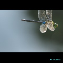 夏のトンボ　ギンヤンマ　５　高速フライト！！！